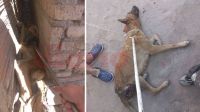 Bomberos rescataron a un perro que quedó atrapado entre dos paredes