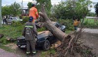 La Municipalidad desplegó todas las áreas operativas para solventar los daños del temporal