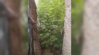 Frías: lo allanaron por robo y le encontraron una voluminosa planta de marihuana