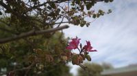 El clima en Santiago del Estero: la máxima alcanzaría los 37º y hay alerta por "altas temperaturas"