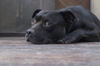 Repudiable: vecinos denuncian a empleado municipal por subir a la vereda con su auto y matar a un perro (video)