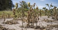 La sequía aniquiló un 45% de la soja del país, grano vital para la economía