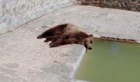 Indignación en redes por el estado de los osos en un zoo tucumano