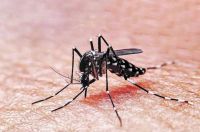 Hay más de 80 internados por dengue en Tucumán
