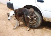 Por qué los perros hacen pis en las ruedas de los autos