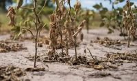 El cambio climático: el fenómeno  de La Niña y la sequía en el planeta
