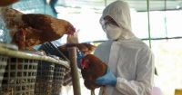 Gripe aviar: para evitar que llegue a la producción y al consumo, el Gobierno anunció más controles