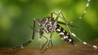 Hallaron un virus que causa síntomas de malaria y dengue