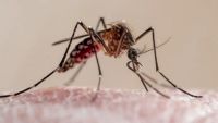Dengue: articulación entre municipios, ministerios, cuidados y sintomatología