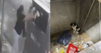 Repudio total: grabaron a una desalmada tirando a su perrito a la basura