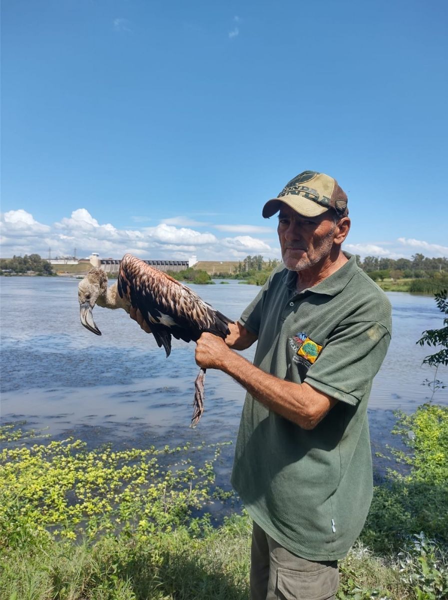 Rescataron y liberaron un flamenco austral en el departamento Río Hondo