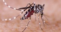 Confirman la segunda muerte por dengue: la víctima es tucumana
