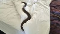 Para el infarto: una mujer se encontró con una serpiente venenosa en su cama y la foto fue viral
