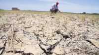 Declararon emergencia agropecuaria en Jujuy, Neuquén y Salta